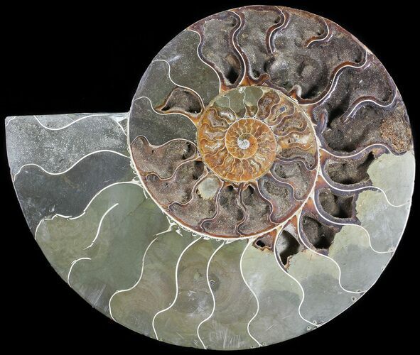 Bargain, Cut Ammonite Fossil (Half) - Agatized #71056